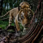 "Forest Guard," by Bambang Wirawan, winner of the Student's Choice Award. (Image credit: Bambang Wirawan)