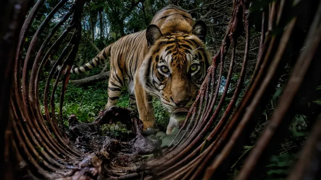 "Forest Guard," by Bambang Wirawan, winner of the Student's Choice Award. (Image credit: Bambang Wirawan)